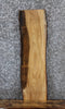 Thumbnail for Live Edge Ash Taxidermy Mount/Side Table Slab 731