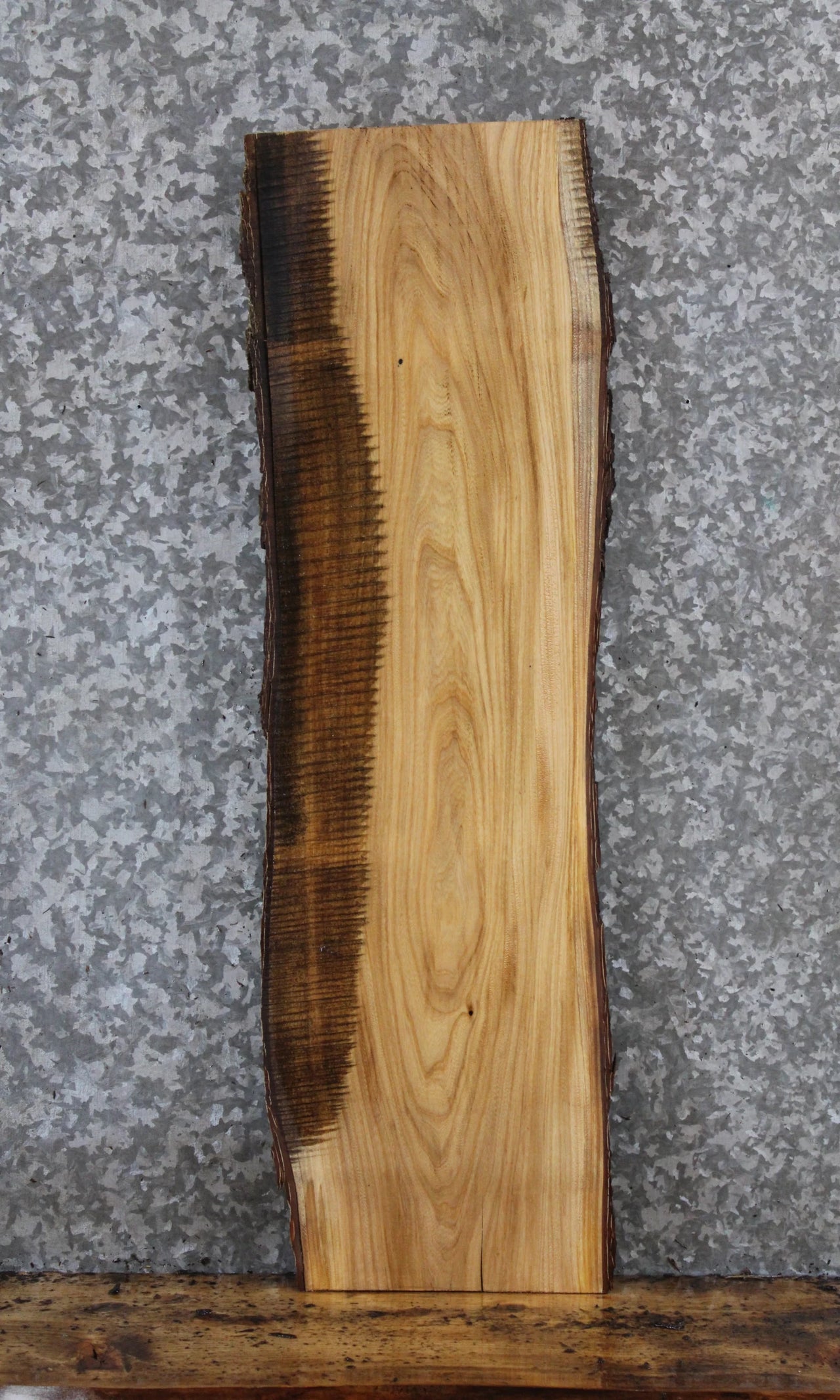 Live Edge Ash Taxidermy Mount/Side Table Slab 731