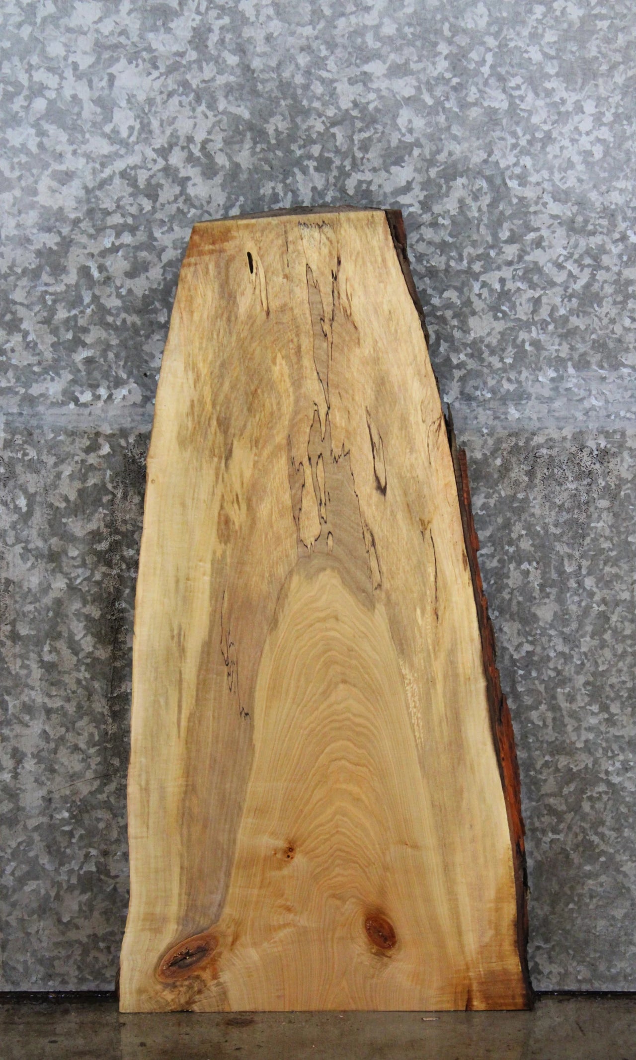Live Edge Maple Cocktail Table Top/Taxidermy Mount 733