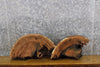 Thumbnail for 2- Red Oak Oval Cut Live Edge Salvaged Epoxy Project/Craft Pack 7351-7352