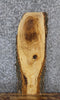 Thumbnail for Live Edge Ash Taxidermy Mount/Side Table Slab 736
