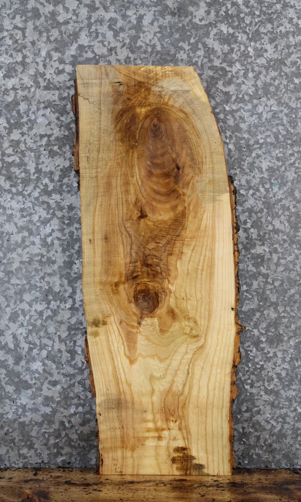 Live Edge Ash Taxidermy Mount/Side Table Slab 736