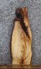 Thumbnail for Live Edge Maple Taxidermy Mount/Side Table Top Slab 738