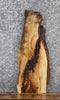 Thumbnail for Live Edge Maple Taxidermy Mount/Side Table Top Slab 738