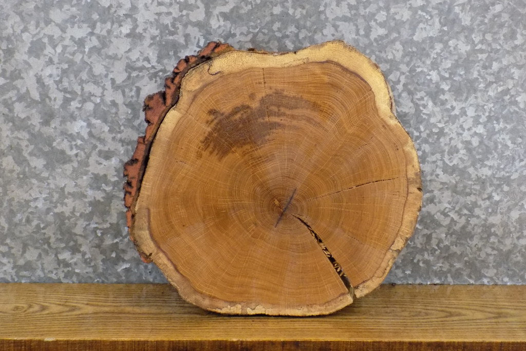 Round Cut Natural Edge Rustic White Oak Clock Plaque Slab 7399