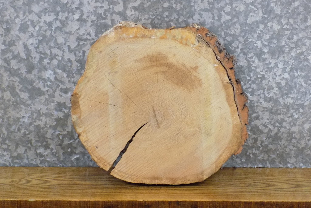 Round Cut Natural Edge Rustic White Oak Clock Plaque Slab 7399