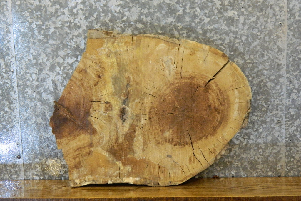 Natural Edge Oval Cut White Oak End Table Top CLOSEOUT 7417