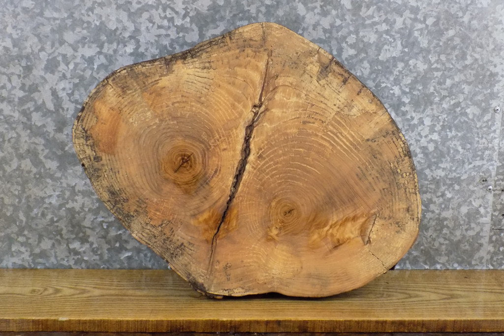 Live Edge Ash Rustic Round Cut DIY Charcuterie Board/Slab 7421