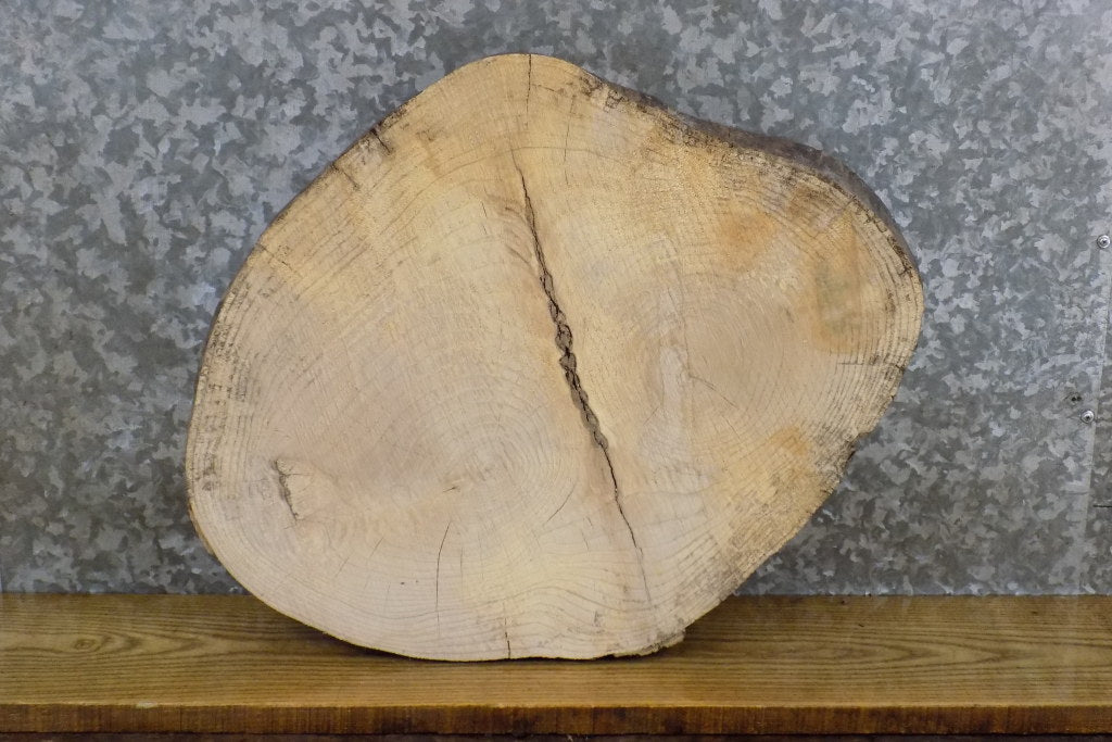 Live Edge Ash Rustic Round Cut DIY Charcuterie Board/Slab 7421