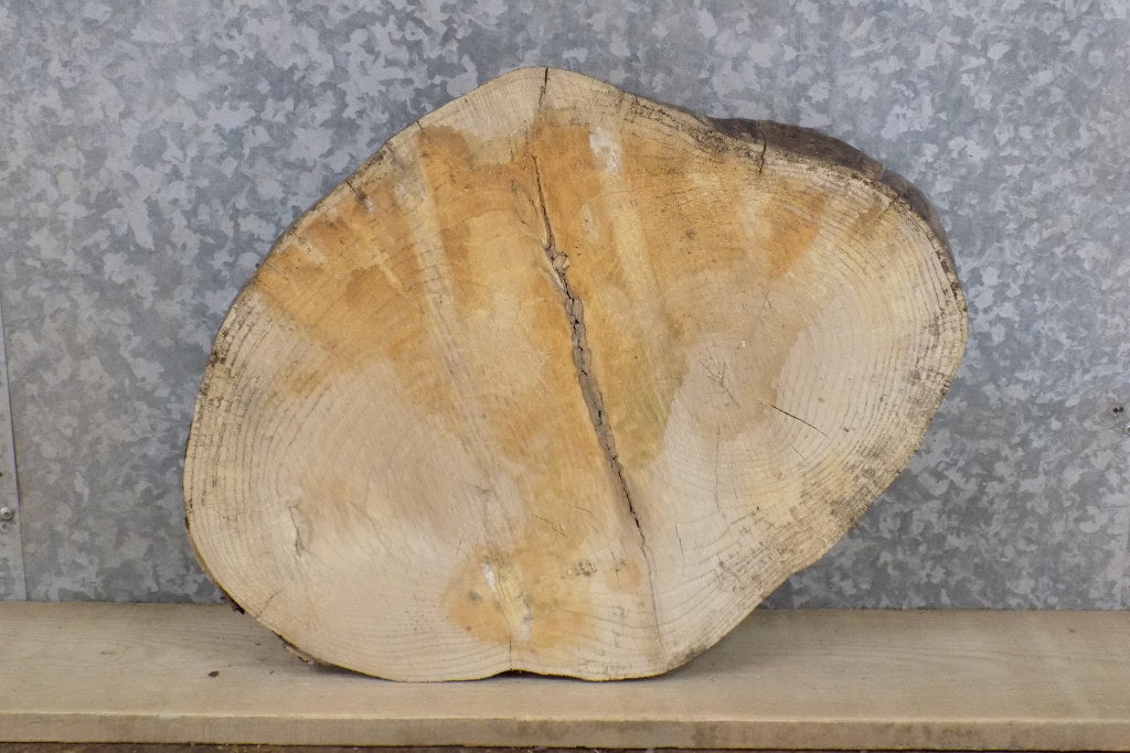 Live Edge Ash Salvaged Round Cut DIY Charcuterie Board/Slab 7422