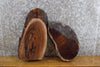 Thumbnail for 2- Salvaged Oval Cut Live Edge Black Walnut Taxidermy Base Slabs 7466-7467