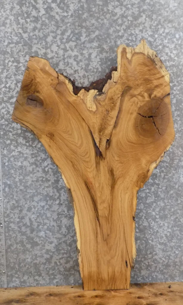 Live Edge Reclaimed White Oak Wall Art/Accent Table Top Slab 755