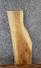 Thumbnail for Natural Edge Ash Taxidermy Mount Slab, Live Edge Wood 761