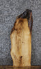 Thumbnail for Live Edge Ash Taxidermy Mount/Side Table Slab 766