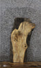 Thumbnail for Spalted Maple Live Edge Taxidermy/End Table Slab 768