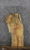 Thumbnail for Spalted Maple Live Edge Taxidermy/End Table Slab 768