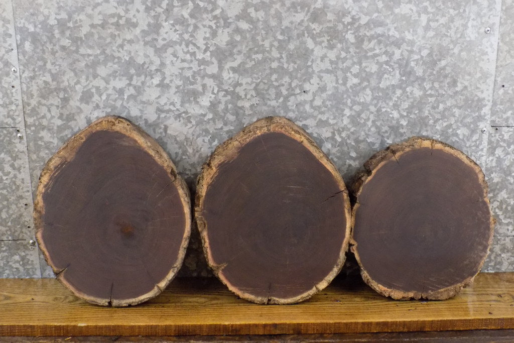3- Black Walnut Round Cut Live Edge Rustic Centerpiece Slabs 777