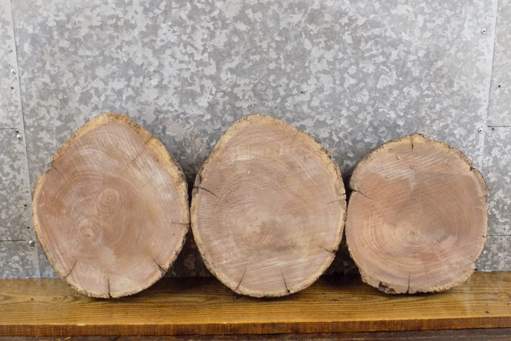 3- Black Walnut Round Cut Live Edge Rustic Centerpiece Slabs 777