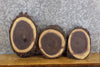 Thumbnail for 3- Live Edge Black Walnut Circle Cut Taxidermy Bases/Craft Pack 778