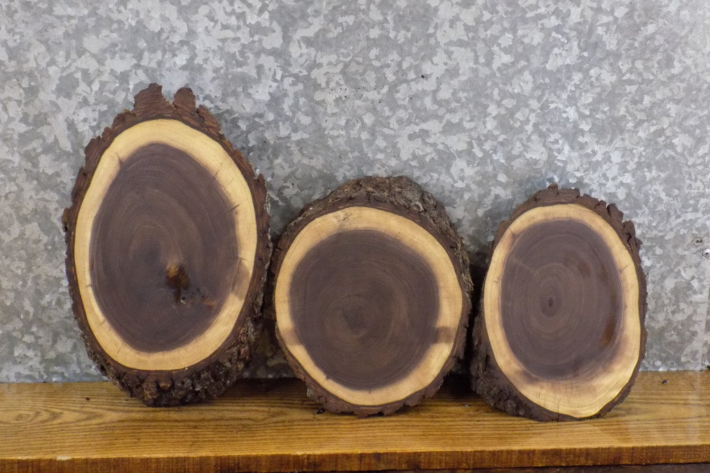 3- Live Edge Black Walnut Circle Cut Taxidermy Bases/Craft Pack 778