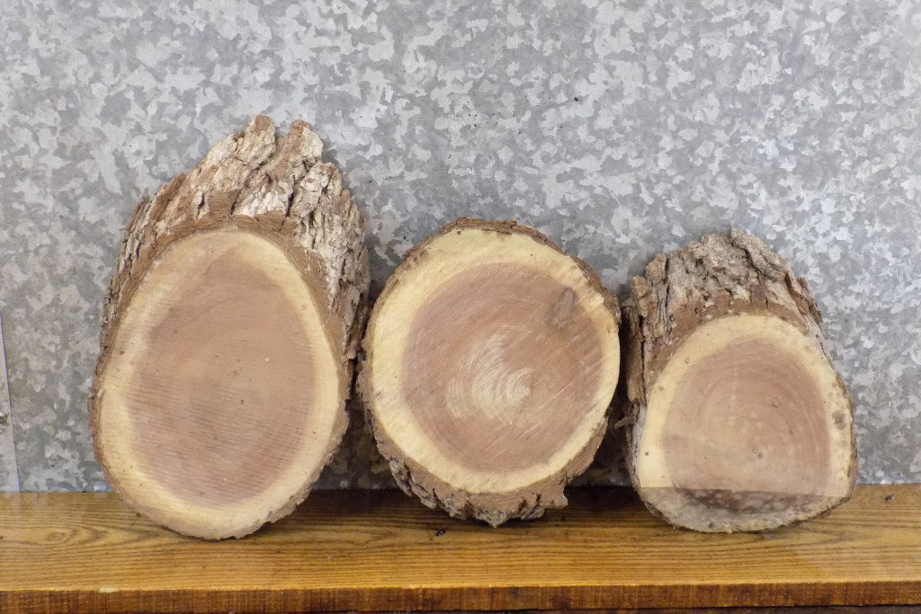 3- Live Edge Black Walnut Circle Cut Taxidermy Bases/Craft Pack 778