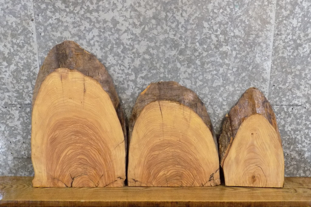 3- Live Edge Rustic Ash DIY Charcuterie Boards/Craft Pack Slabs 7801-7803