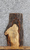 Thumbnail for Live Edge Spalted Maple Taxidermy Mount/Sofa Table Top 780