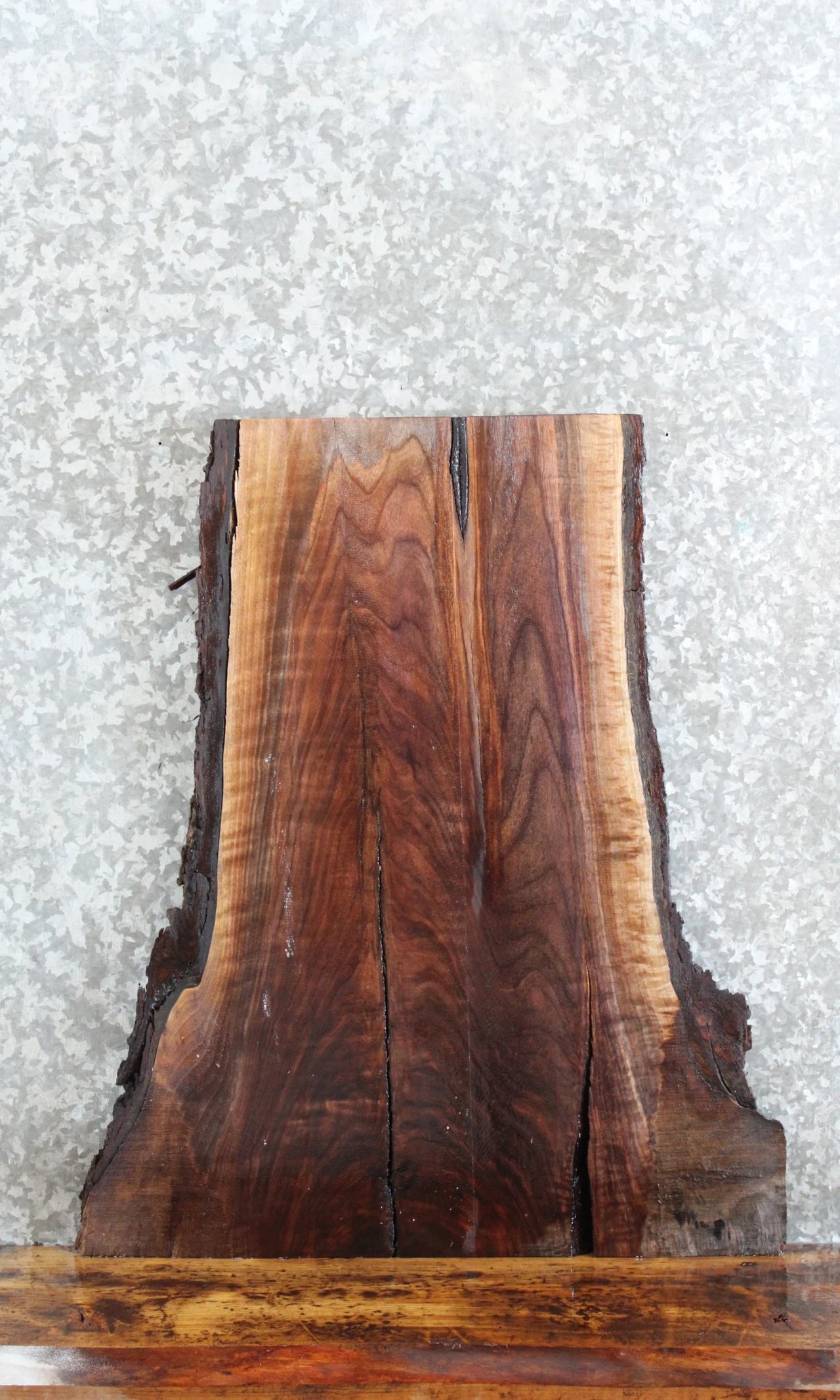 Live Edge Black Walnut Taxidermy Mount/Coffee Table Slab 780