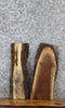 Thumbnail for 2- Live Edge Black Walnut Charcuterie Board/Taxidermy Mount Slabs 7818-7819