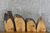 Thumbnail for 4- Live Edge Ash Taxidermy Bases/Craft Pack Slabs CLOSEOUT 7843-7846