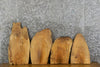 Thumbnail for 4- Live Edge Ash Taxidermy Bases/Craft Pack Slabs CLOSEOUT 7843-7846