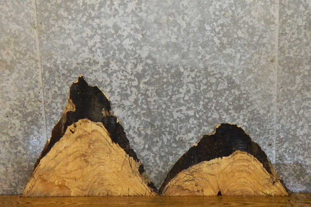 2- Live Edge Ash Craft Pack/Taxidermy Base Slabs 7929-7930