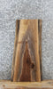 Thumbnail for Live Edge Black Walnut Taxidermy Mount/Side Table Slab 8155