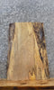 Thumbnail for Live Edge Spalted Maple Taxidermy Mount/Accent Table Top Slab 8167