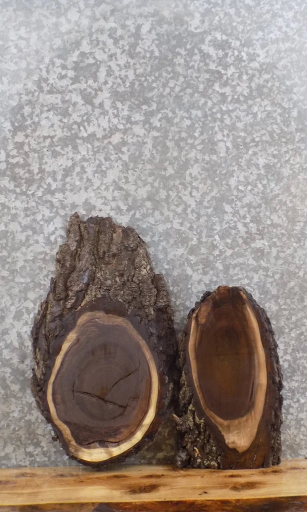2- Live Edge Black Walnut Clock Slabs/Taxidermy Mounts 8175-8176