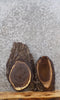 Thumbnail for 2- Live Edge Black Walnut Clock Slabs/Taxidermy Mounts 8175-8176