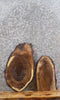 Thumbnail for 2- Live Edge Black Walnut Clock Slabs/Taxidermy Mounts 8175-8176