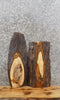 Thumbnail for 2- Live Edge Maple Wall Shelves/Taxidermy Mount Slabs 8180-8181