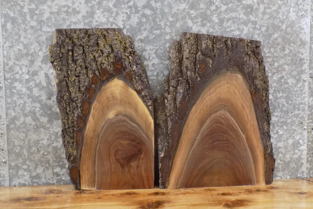 2- Live Edge Black Walnut Taxidermy Mount/End Table Top Slabs 8189-8190