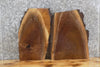 Thumbnail for 2- Live Edge Black Walnut Taxidermy Mount/End Table Top Slabs 8189-8190