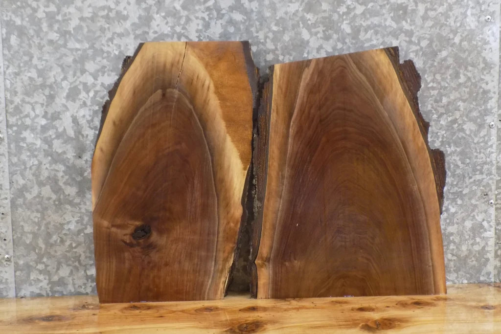 2- Live Edge Black Walnut Taxidermy Mount/End Table Top Slabs 8189-8190