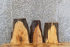 Thumbnail for 3- Live Edge Red Oak Taxidermy Mount/Wall Shelf Slabs 8273-8275