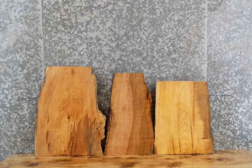 3- Live Edge Red Oak Taxidermy Mount/Wall Shelf Slabs 8273-8275