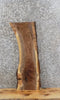 Thumbnail for Live Edge Black Walnut Taxidermy Mount/End Table Top Slab 8284
