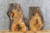 Thumbnail for 2- Live Edge Red Oak Taxidermy Mount/Side Table Top Slab 8291-8292