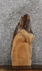 Thumbnail for Maple Live Edge Taxidermy Mount/Charcuterie Board 8317