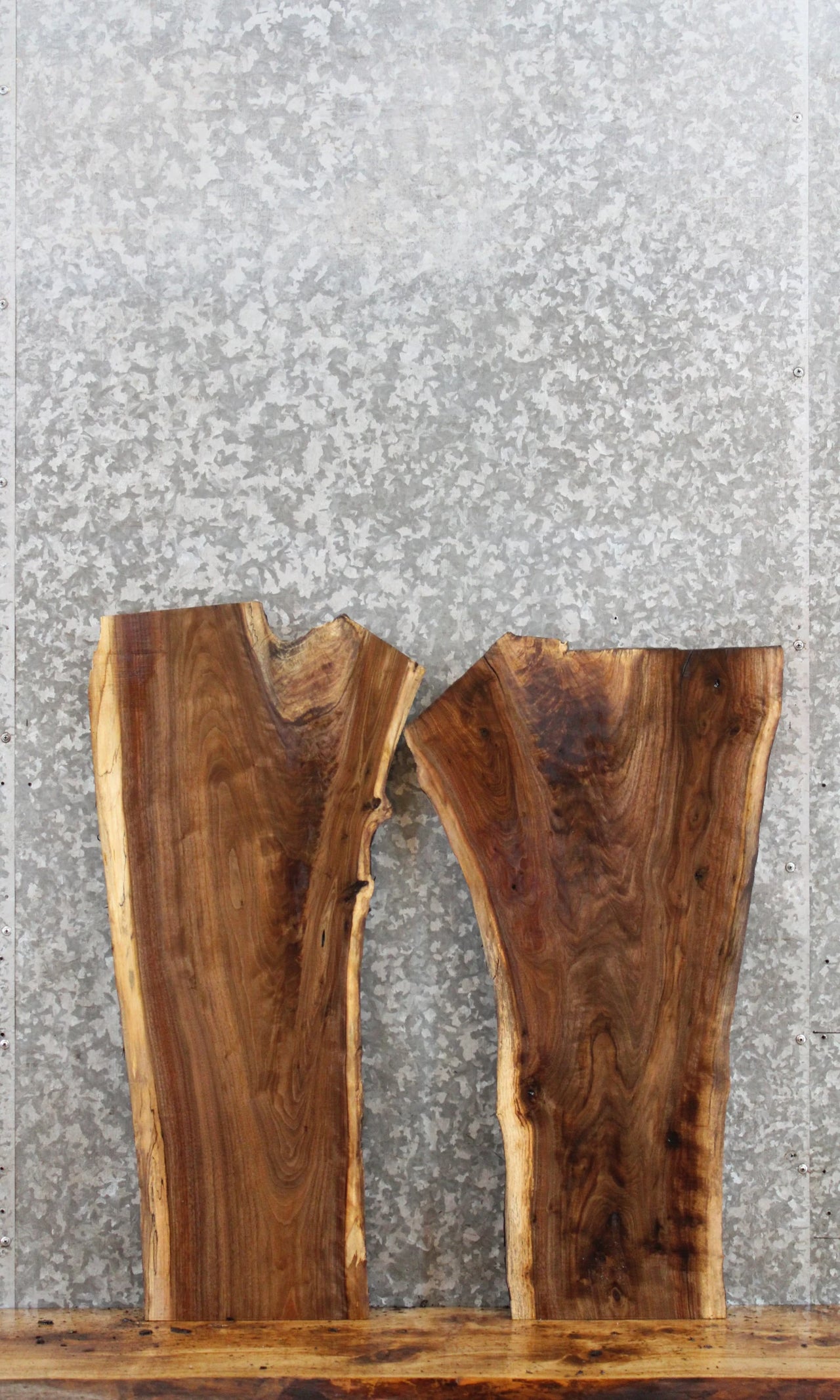 2- Black Walnut Live Edge Taxidermy Slab/End Table 8343-8344