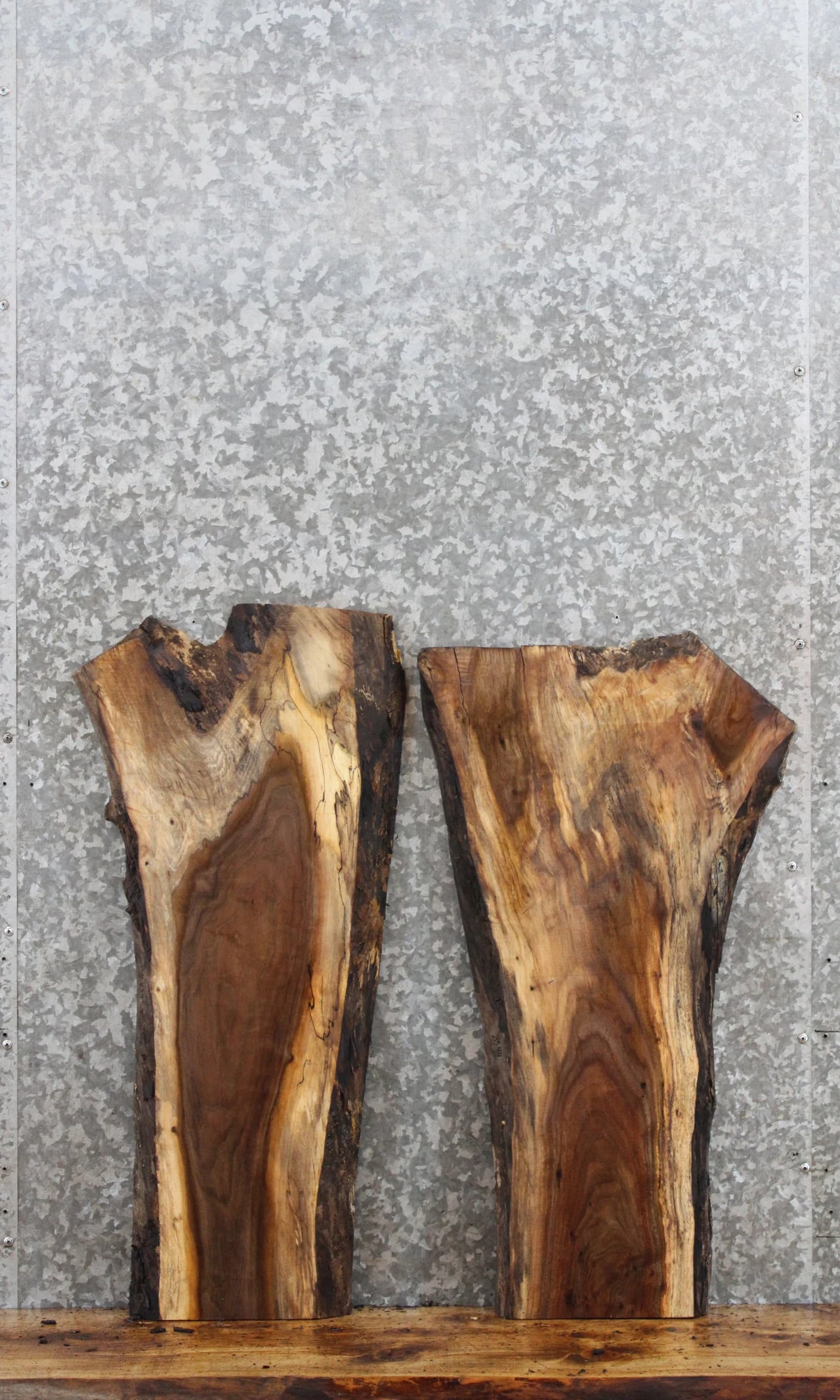 2- Black Walnut Live Edge Taxidermy Slab/End Table 8343-8344