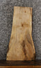 Thumbnail for Maple Live Edge Side Table Top/Taxidermy Slab 8370