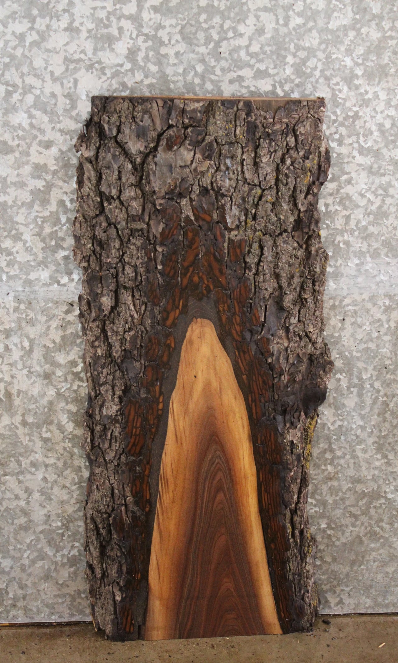 Black Walnut Live Edge Charcuterie Board/Taxidermy Slab 1552